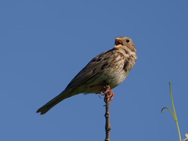 Grauwe gors (Emberiza calandra)